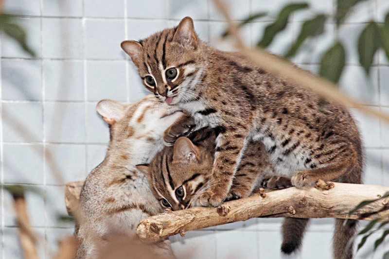 Cele mai mici pisici din lume