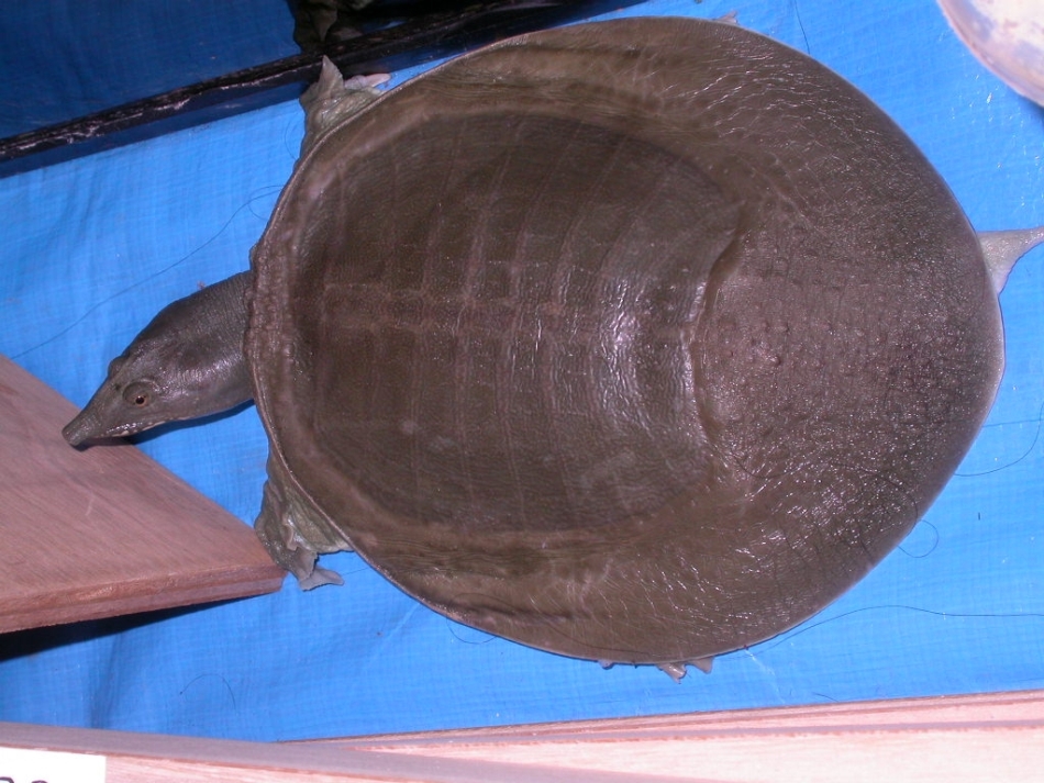 Misterele naturii: această ţestoasă chinezească elimină ureea pe gură / Foto: Clunio