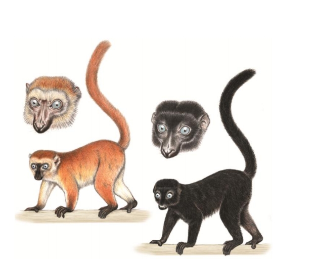 Sclater’s black lemur or Blue-eyed black lemur (Eulemur flavifrons)