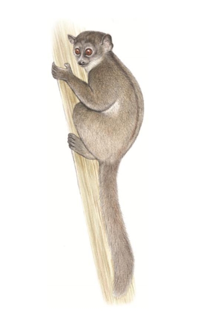 Northern sportive lemur (Lepilemur septentrionalis)