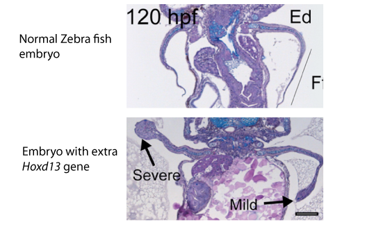 Peştele cu picioare, cheia teoriei evoluţioniste, a fost reprodus de cercetători