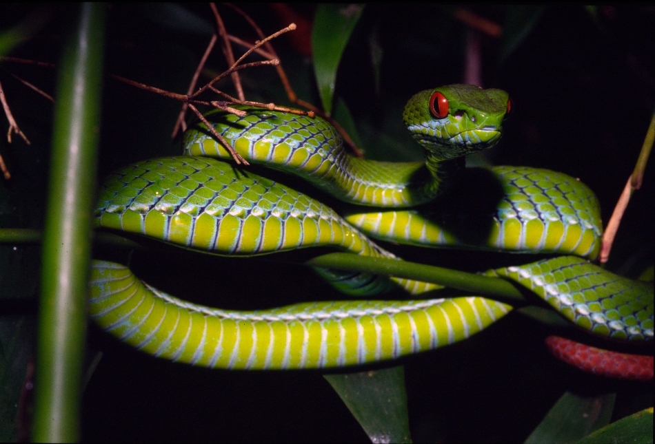 Vipera verde cu ochi roşii, descoperită în Vietnam şi Cambodgia.