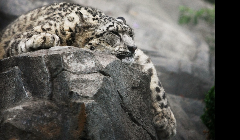 Asigurările pentru iaci ar putea sava leoparzii de zăpadă