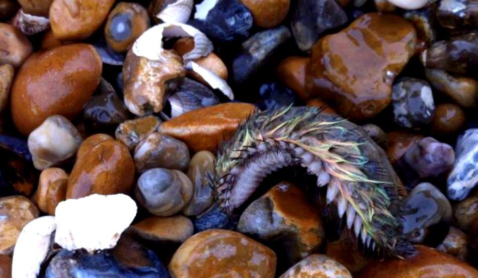 Şoarece-de-mare aruncat de furntună pe o plajă din comitatul Kent, Marea Britanie.