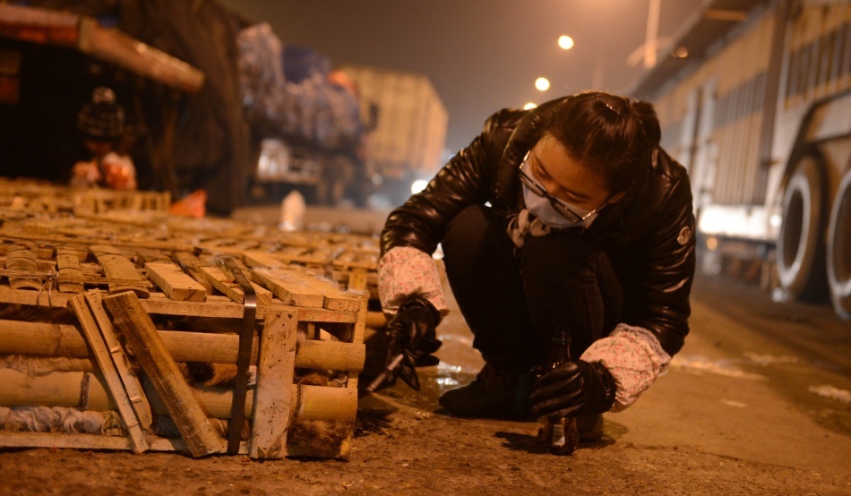 Aproape 1.000 de pisici din China au fost salvate de cuţitele bucătarilor