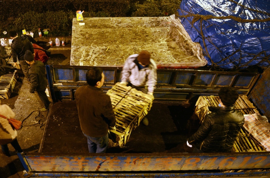 Aproape 1.000 de pisici din China au fost salvate de cuţitele bucătarilor