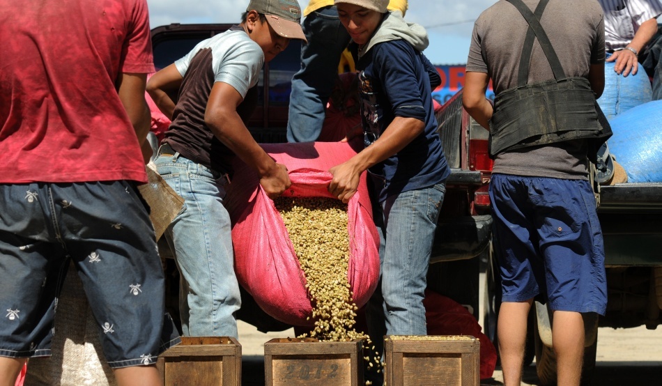 Rămânem fără cafea? O ciupercă devastatoare distruge plantaţiile din America Centrală
