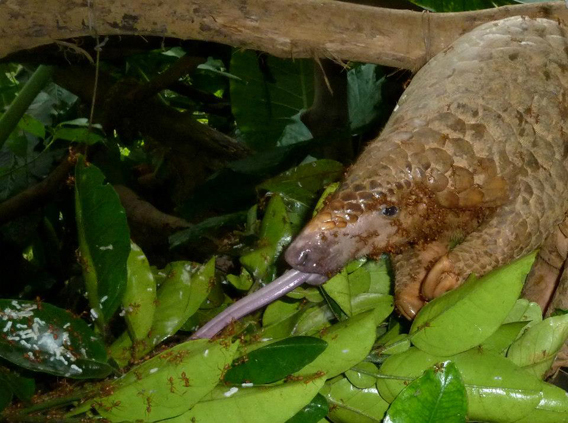 Pangolin hrănindu-se/ Credit foto: Tran Quang Phuong/Carnivore and Pangolin Conservation 