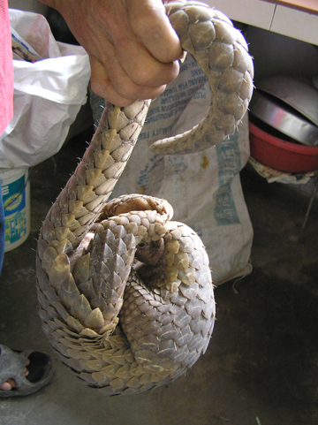 Pangolin confiscat/ Credit foto: TRAFFIC