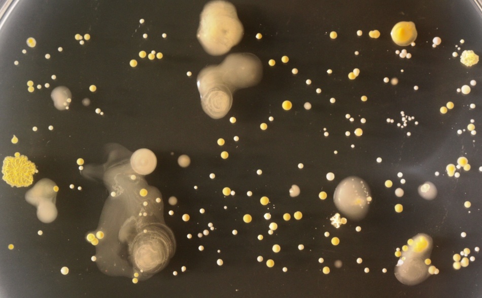 Bacteriile găsite pe telefoanele mobile/ Foto credit: Simon Park, Univeristatea Surrey