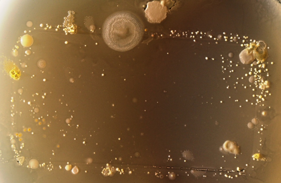 Bacteriile găsite pe telefoanele mobile/ Foto credit: Simon Park, Univeristatea Surrey