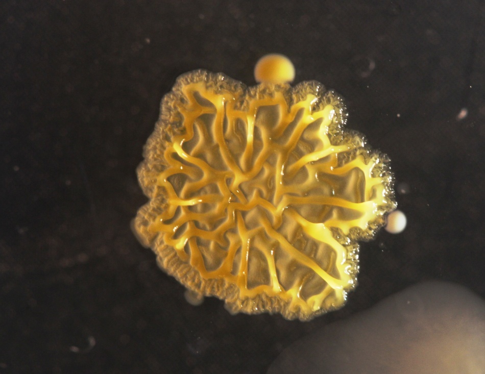 Bacteriile găsite pe telefoanele mobile/ Foto credit: Simon Park, Univeristatea Surrey