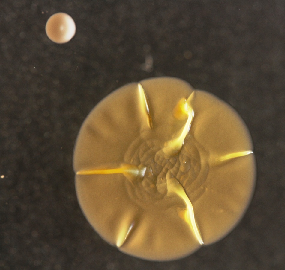 Bacteriile găsite pe telefoanele mobile/ Foto credit: Simon Park, Univeristatea Surrey