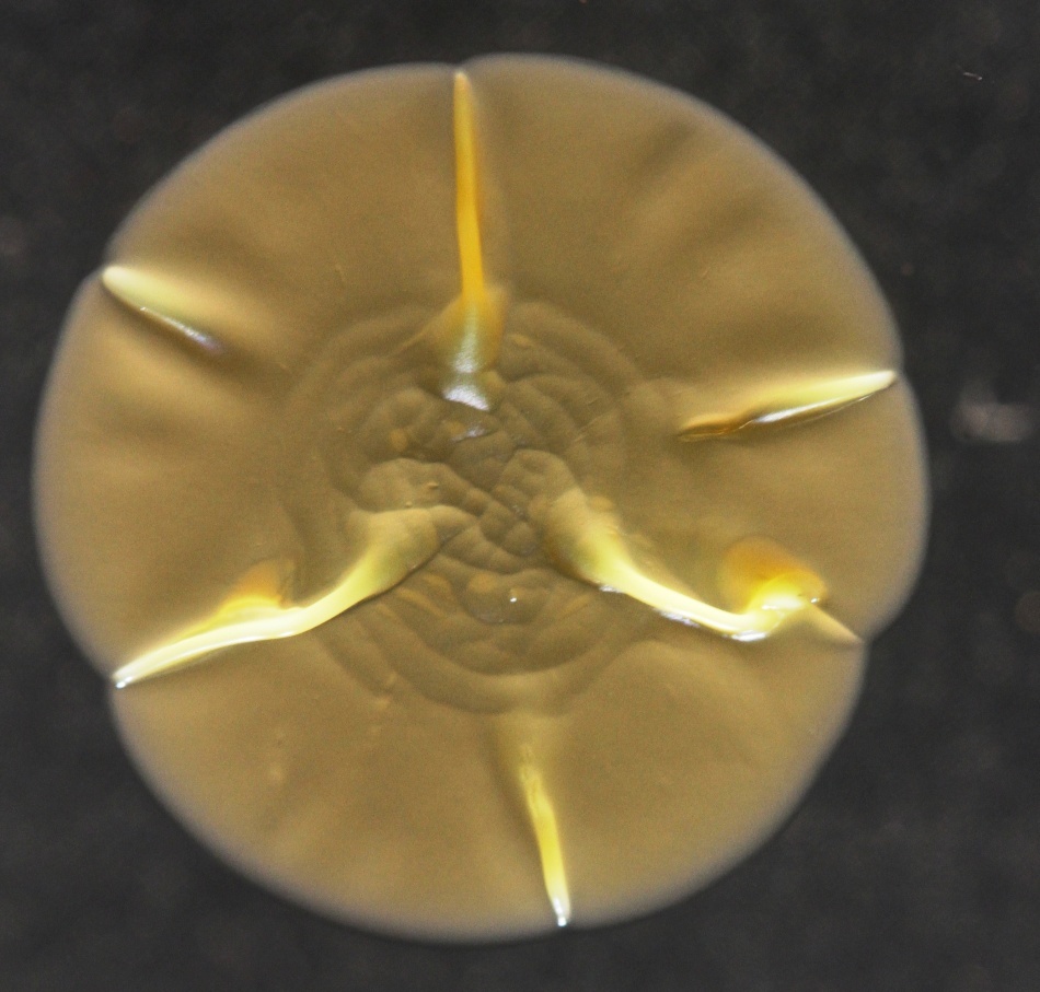 Bacteriile găsite pe telefoanele mobile/ Foto credit: Simon Park, Univeristatea Surrey