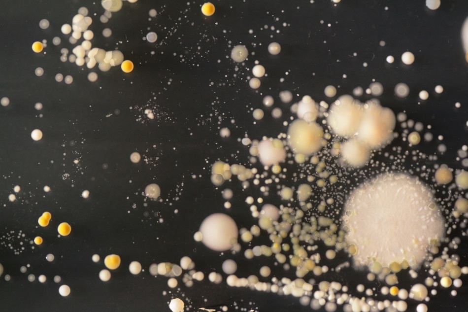 Bacteriile găsite pe telefoanele mobile/ Foto credit: Simon Park, Univeristatea Surrey