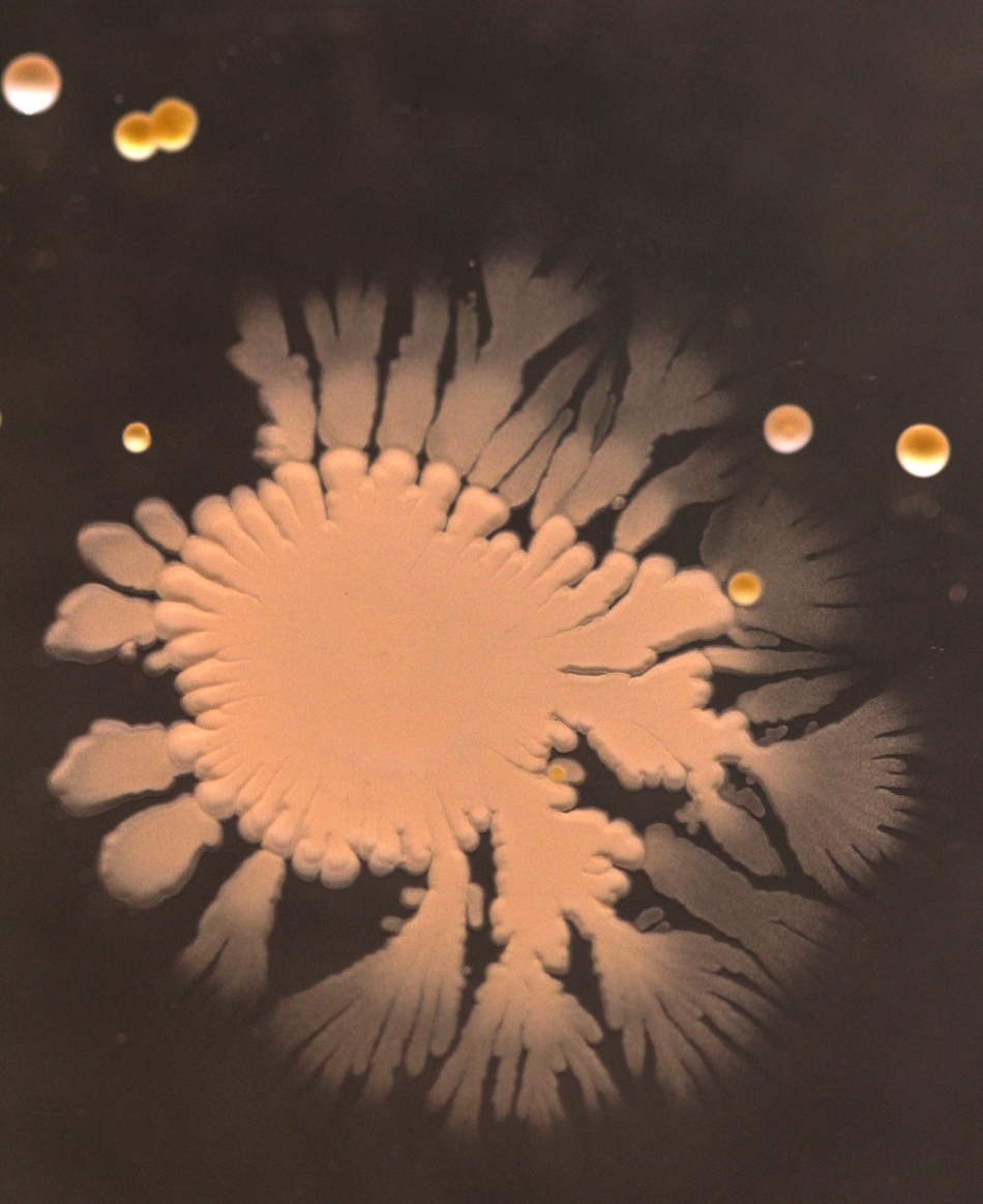 Bacteriile găsite pe telefoanele mobile/ Foto credit: Simon Park, Univeristatea Surrey