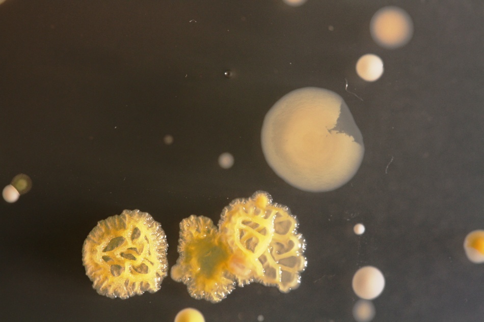 Bacteriile găsite pe telefoanele mobile/ Foto credit: Simon Park, Univeristatea Surrey