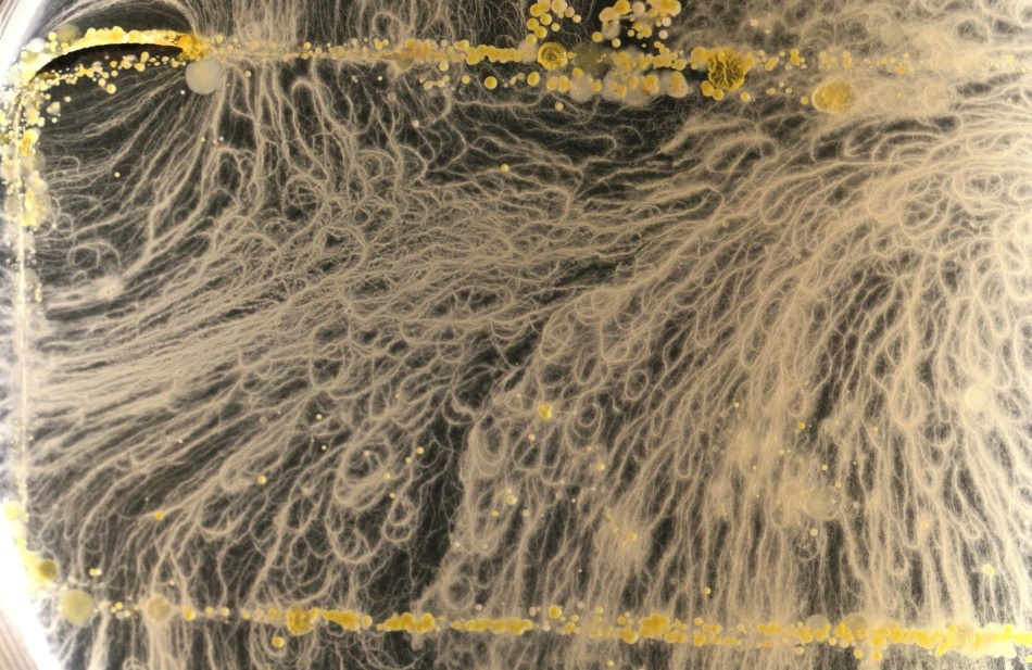 Bacteriile găsite pe telefoanele mobile/ Foto credit: Simon Park, Univeristatea Surrey