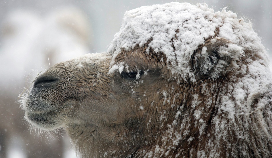 Descoperire surprinzătoare: cămile de 3 metri înălţime cutreierau Arctica acum 3,5 milioane de ani