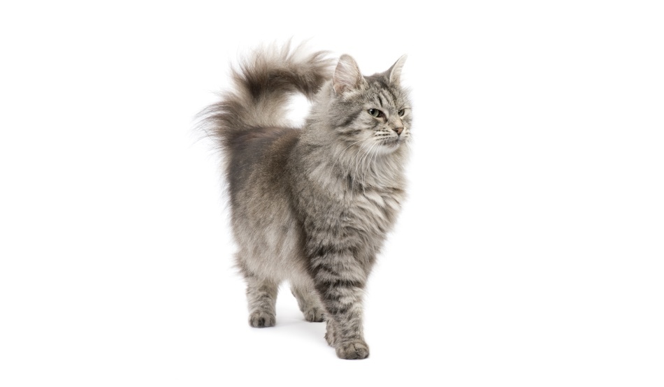 Tot ce nu ştiai despre pisici şi ţi-a fost teamă să întrebi