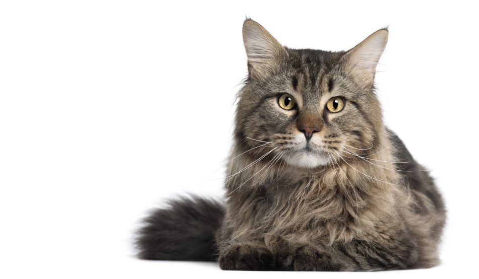 Tot ce nu ştiai despre pisici şi ţi-a fost teamă să întrebi