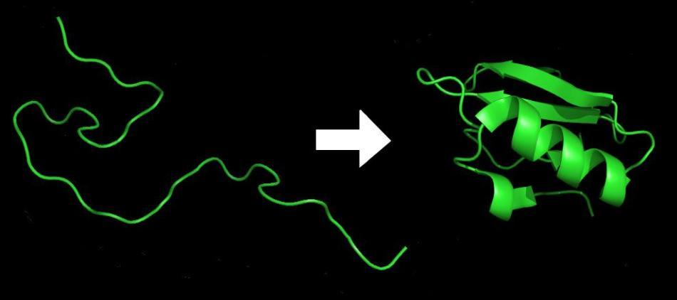 Plierea proteinelor.