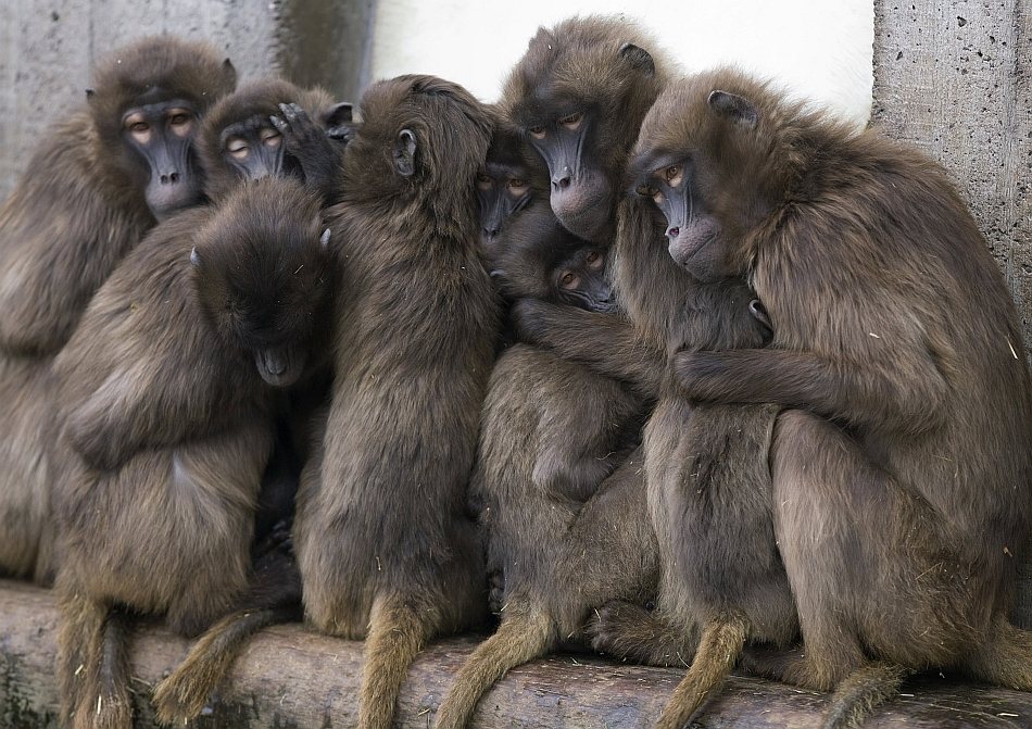 Babuini gelada
