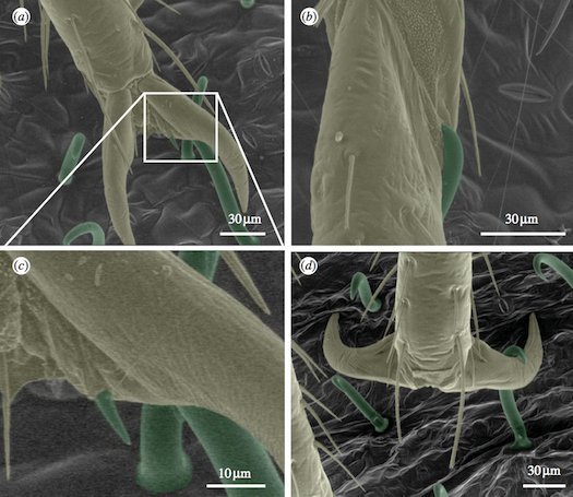 Credit foto:M. Szyndler, C. Loudon/UC Irvine