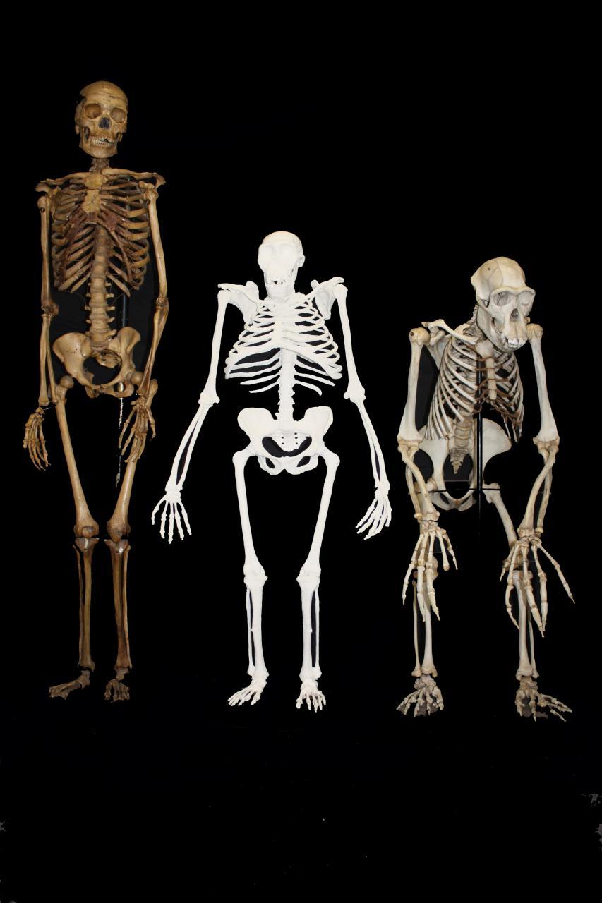Comparaţie între o femeie modernă, o femelă de Australopithecus sediba şi un cimpanzeu