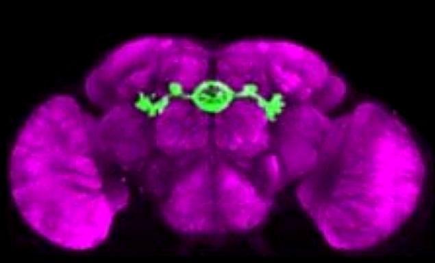Complexul central (verde) din creierul de muscă.