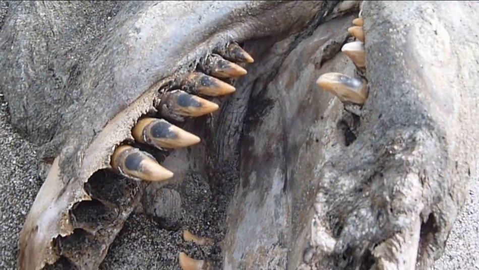 Un „monstru marin” lung de 9m a fost descoperit pe o plajă din Noua Zeelandă