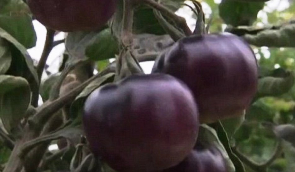 Prospeţime îndelungată şi gust mai bun: ce mai iubită legume este pe cale de a deveni şi mai atrăgătoare