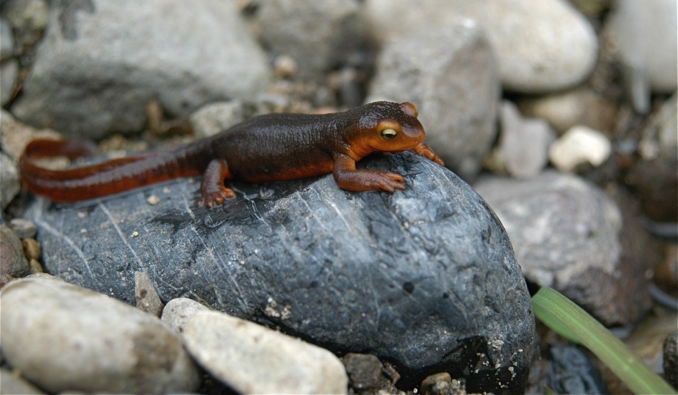 Triton de California/ Foto: jkirkhart35 (Wikipedia Commons)