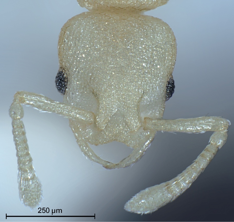 Capul unui mascul de furnică pirat, vedere dorsală