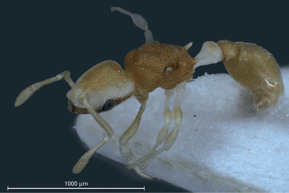 Vedere laterală a unui paratip de furnică pirat, femelă