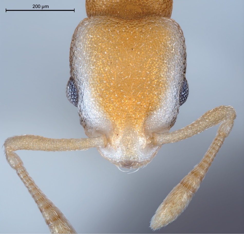 Capul unei femele de furnică pirat