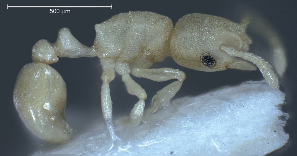 Mascul de furnică pirat, vedere laterală