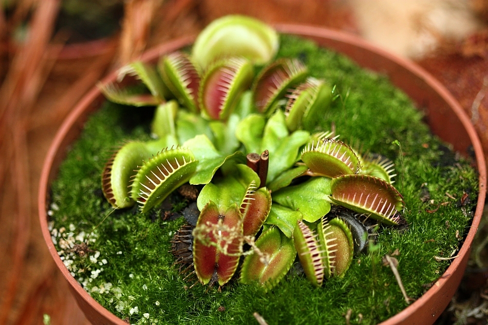 Dionaea muscipula, plantă carnivoră