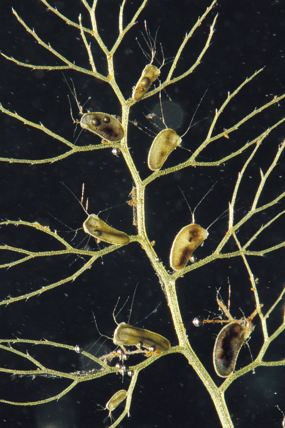 Utricularia - plantă carnivoră