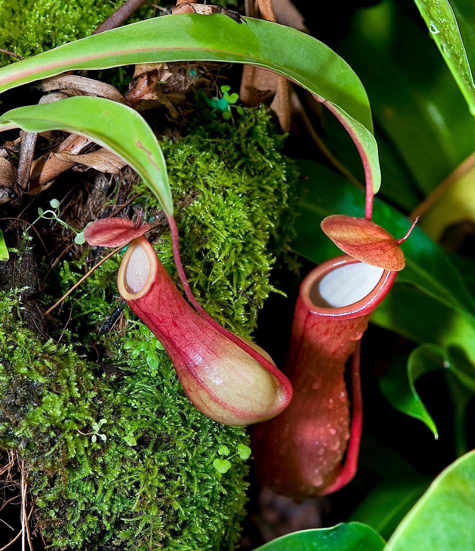 Plantă carnivoră - Nepenthes