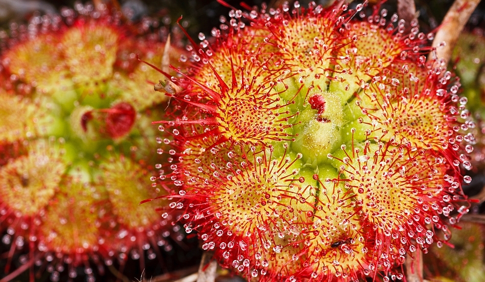 Plantă carnivoră - Drosera