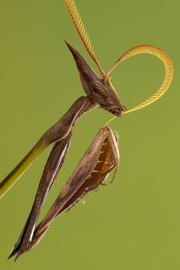 Portretul unei insecte din ordinul Mantodea, călugăriţa Idolomorpha dentifrons