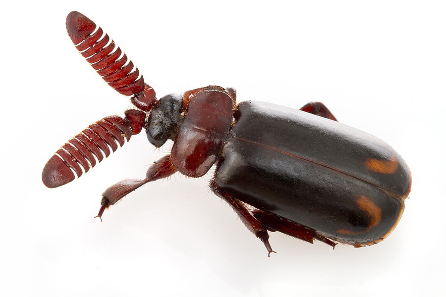 Cărăbuşul bombardier (Cerapterus lacerates)