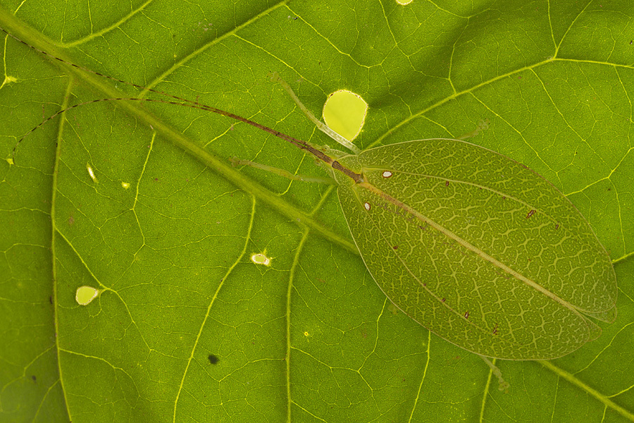 Acauloplax exigua, o specie de insectă observată pentru prima dată de când a fost descrisă, acum 100 de ani