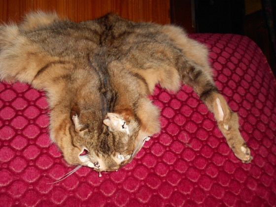 Blană de pisică comercializată în Elveţia