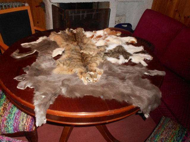 Blană de pisică comercializată în Elveţia