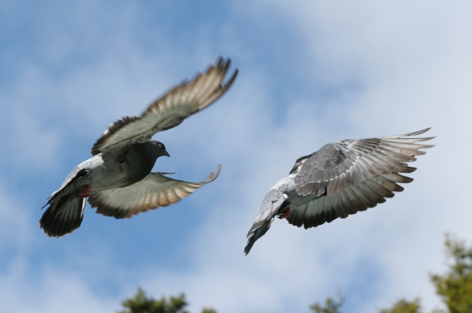 Patru animale care sunt dotate cu superputeri