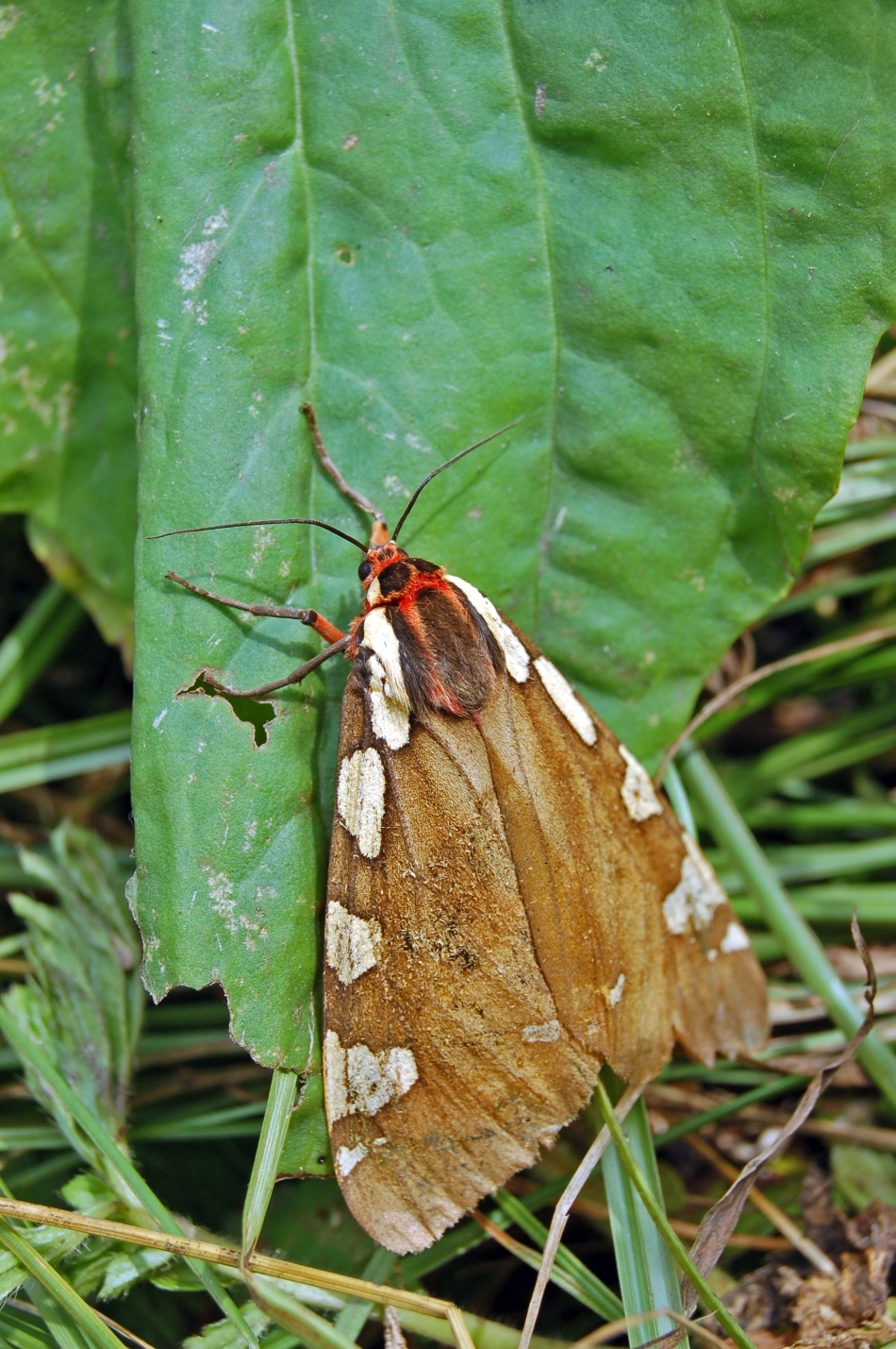 Patru animale care sunt dotate cu superputeri