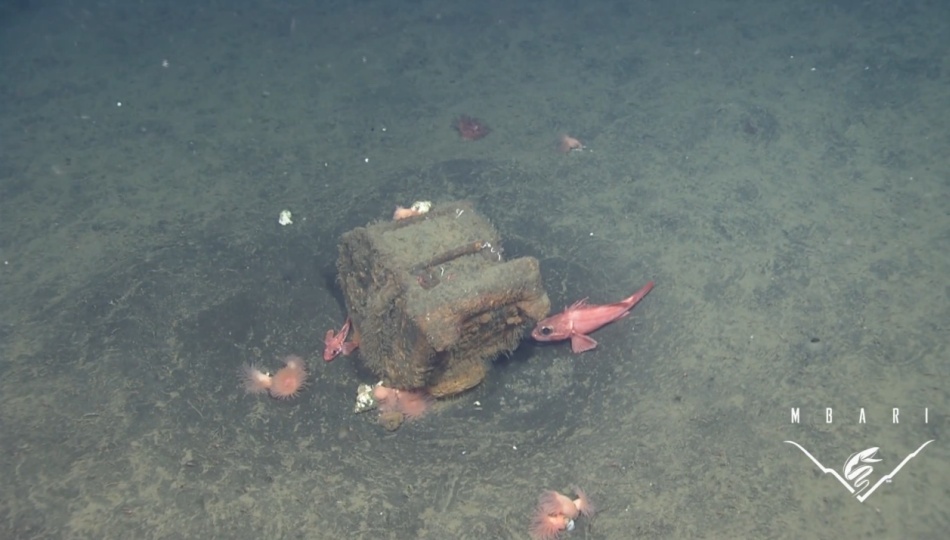 Imagini frapante: 18.000 de ore de fimări surprind gunoiul pe care noi îl aruncăm în oceane