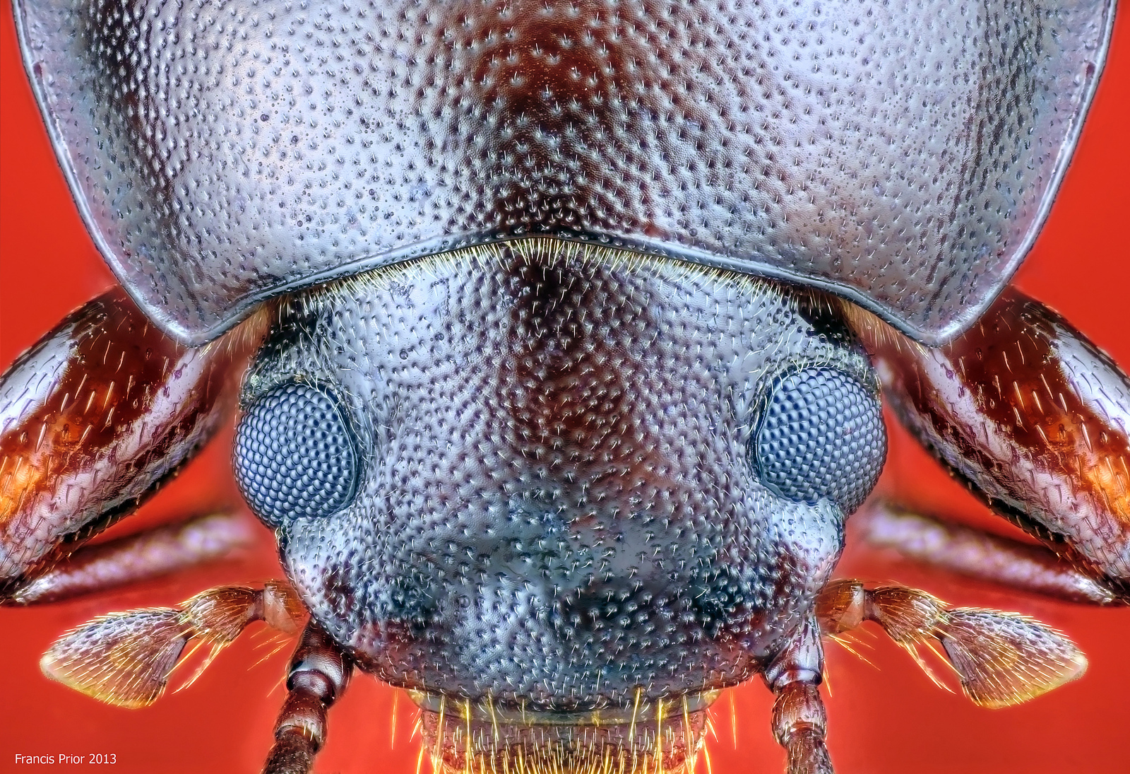 Insectă genul Nebria